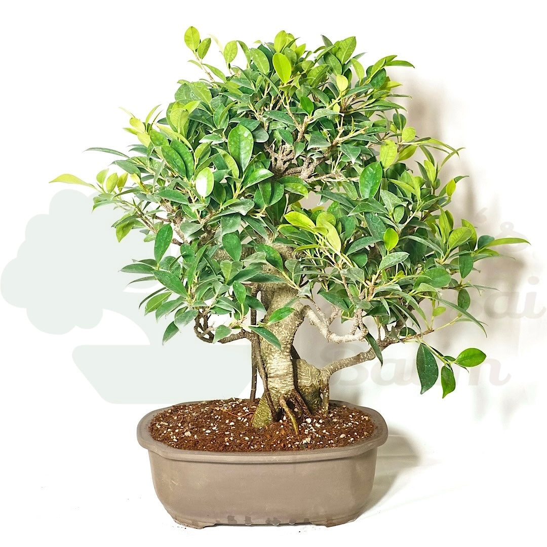 Chinesische Feige 'Ficus Retusa'